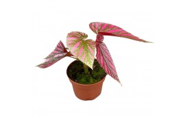Begonia brevirimosa