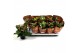 Kalanchoe mix favorita autumn mix 
