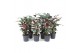 Calathea mix 