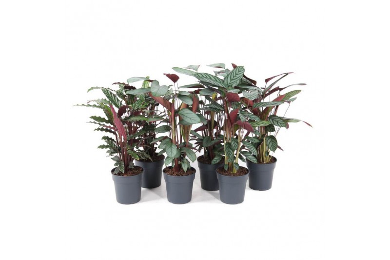 Calathea mix 