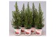 Picea glauca conica in smartcup christmas 