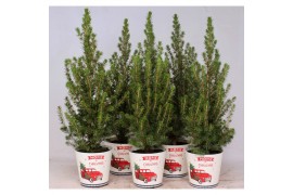 Picea glauca conica in smartcup christmas