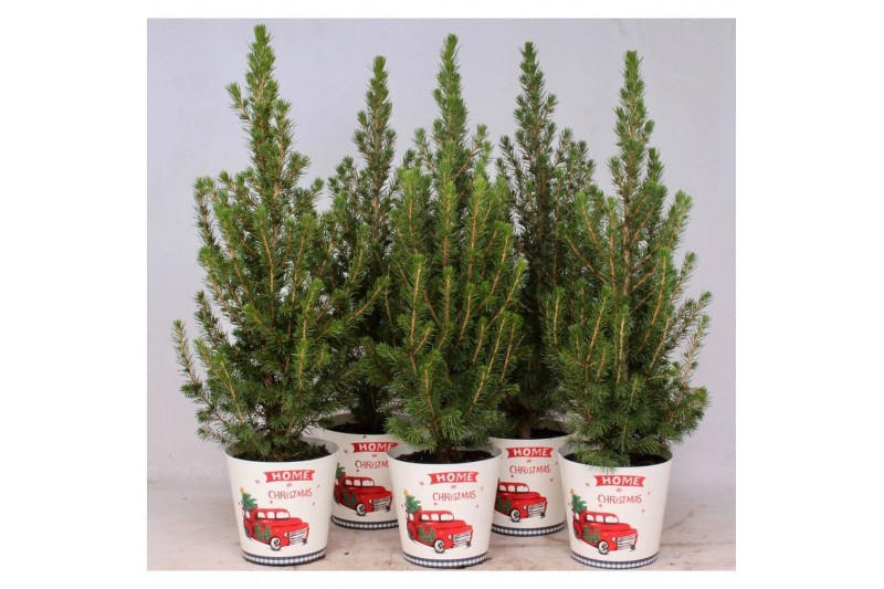 Picea glauca conica in smartcup christmas 