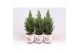 Picea glauca conica in smartcup christmas 