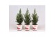 Picea glauca conica in smartcup christmas 