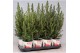 Picea glauca conica in smartcup christmas 