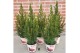 Picea glauca conica in smartcup christmas 