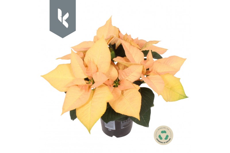 Euphorbia pul. autumn leaves 