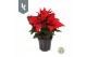 Euphorbia pul. jester red 