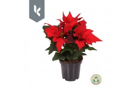 Euphorbia pul. jester red