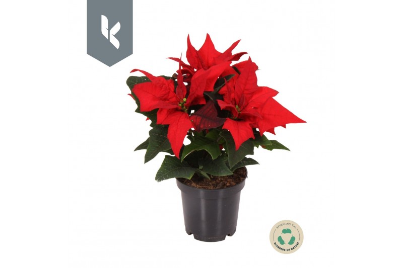 Euphorbia pul. jester red 