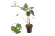 Alocasia zebrina Alocasia Zebrina 19 cm (Decorum) 2 pp 