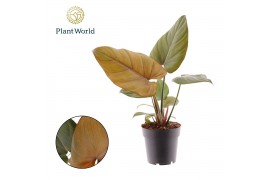 Philodendron green beauty Philodendron Summer Glory 1 pp