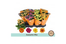 Kalanchoe calandiva mix Kalanchoe autumn mix
