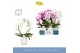 Phalaenopsis mix Mirror Miracle mix 2spike in White Molise Aquo 