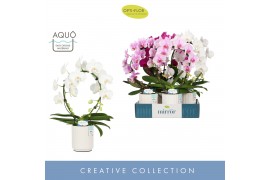 Phalaenopsis mix Mirror Miracle mix 2spike in White Molise Aquo