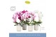 Phalaenopsis mix Mirror Miracle mix 2spike in White Molise Aquo 