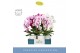 Phalaenopsis mix Mirror Miracle mix 2spike in White Molise Aquo 
