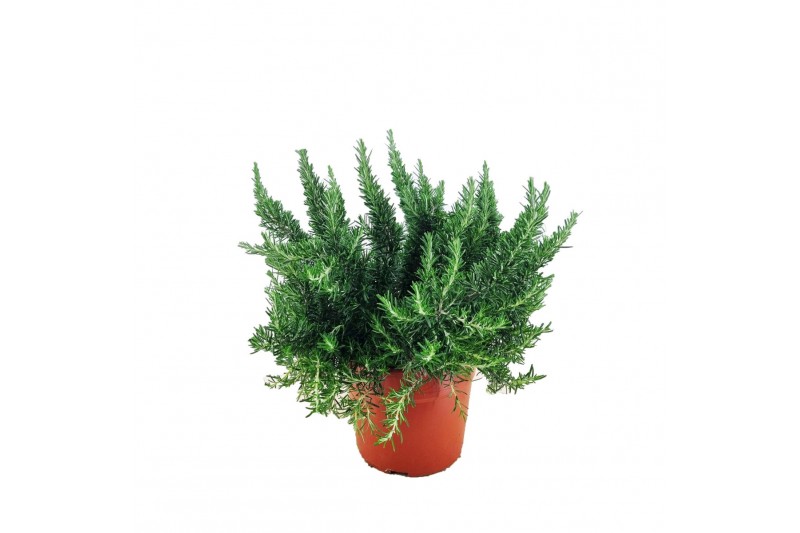 Rosmarinus prostratus officinalis 