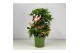 Ardisia crenata bos premium rood bes 4 