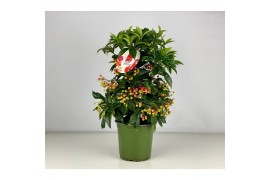 Ardisia crenata bos premium rood bes 4
