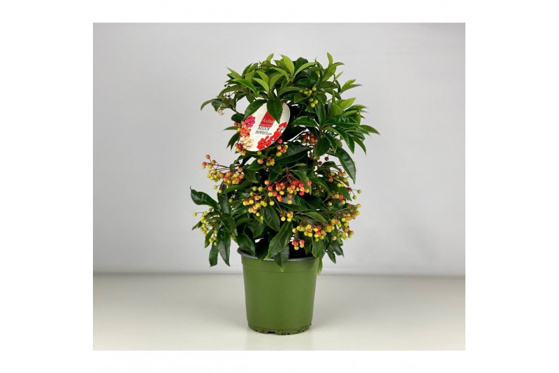 Ardisia crenata bos premium rood bes 4 