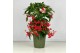 Ardisia crenata bos premium rood bes 4 