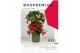 Ardisia crenata bos premium rood bes 4 