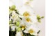 Phalaenopsis multiflora wit Kolibri Orchids Mono - 8 tak Lausanne - Wh 