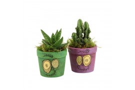 Arrangementen kamerplanten 83287: Halloween arrangement 1 pp
