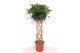 Schefflera arboricola compacta kokerstam,10 pp 