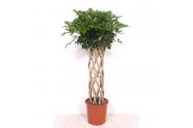 Schefflera arboricola compacta kokerstam,10 pp
