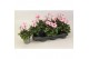 Cyclamen pers. illusia Cyclamen Illusia Light with Eye 9 cm 15 cm diam 