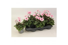 Cyclamen pers. illusia Cyclamen Illusia Light with Eye 9 cm 15 cm diam