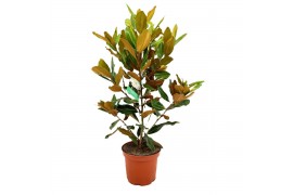 Magnolia Grandiflora