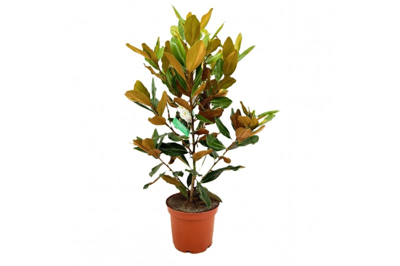 Magnolia Grandiflora 