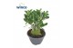 Adenium obesum 