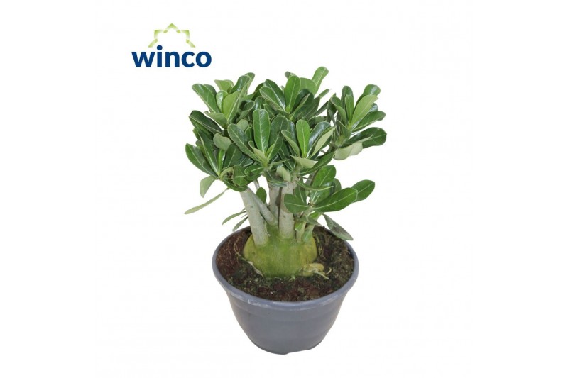 Adenium obesum 