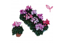 Cyclamen pers. mix crayon