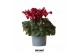 Cyclamen pers. super serie djix dark red 