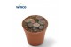 Lithops hookeri 