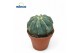 Cactus Melocactus Maxonii 