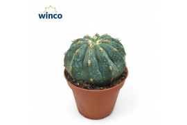 Cactus Melocactus Maxonii