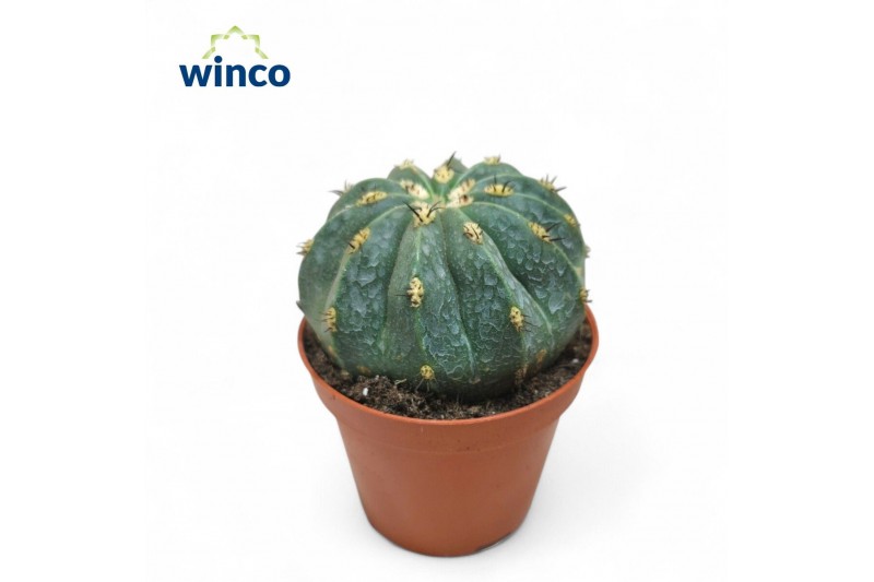 Cactus Melocactus Maxonii 