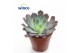 Echeveria Echeveria Neonbreaker overige bl. 