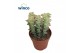 Crassula perforata Variagata 