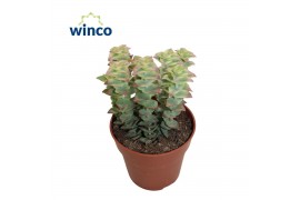Crassula perforata Variagata