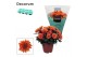 Chrysanthemum chrystal orange decorum 