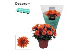 Chrysanthemum chrystal orange decorum