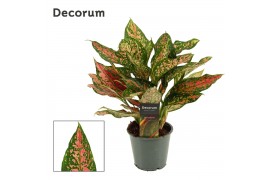 Aglaonema unyamanee red Aglaonema Unyamanee 12 cm (Decorum) 1 pp